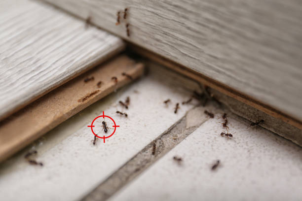 Best Wildlife Control Services  in Eagar, AZ