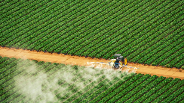 Best Ant Control Services  in Eagar, AZ