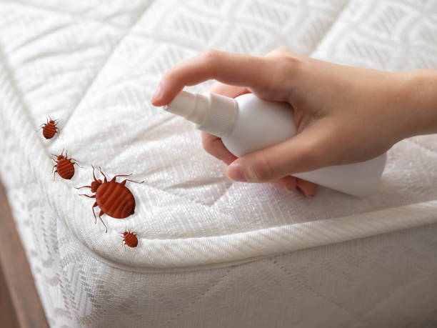 Best Pest Removal Services  in Eagar, AZ