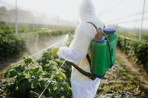 Best Affordable Pest Control Services  in Eagar, AZ